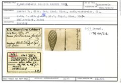 Karteikarte zum Syntyp von Frondicularia sculpta Karrer, 1862